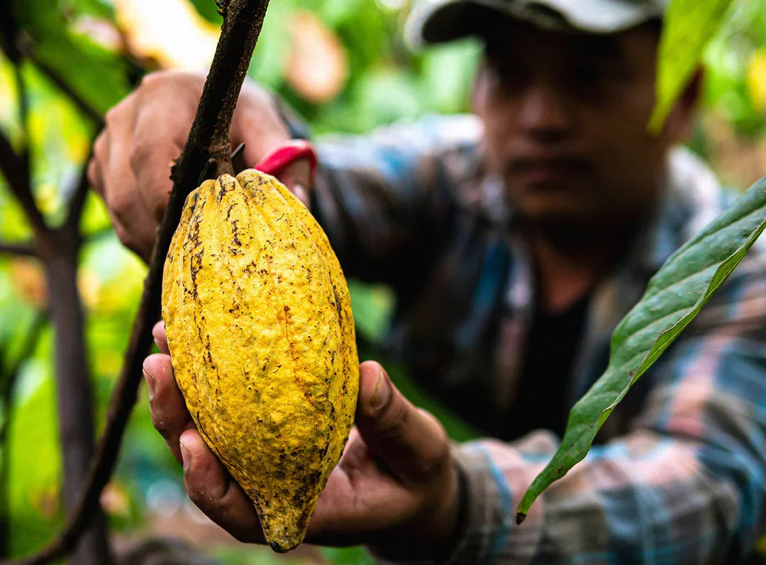 Cocoa processed at source: A game changer for poorer economies.